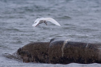 Iceland Gull - Vitvingad trut