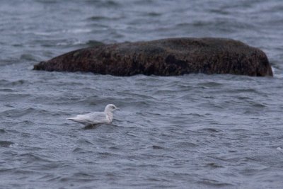 Iceland Gull - Vitvingad trut
