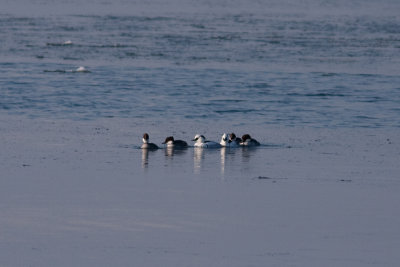 Smew - Salskrake