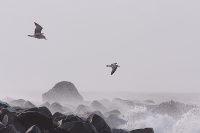 Herring Gull - Grtrut