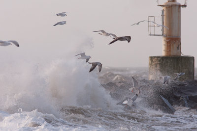 Herring Gull - Grtrut