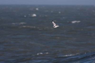 Black-legged Kittiwake - Tretig ms