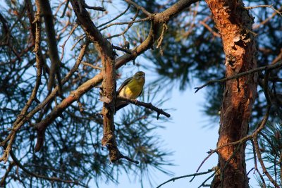 European Serin - Gulhmpling