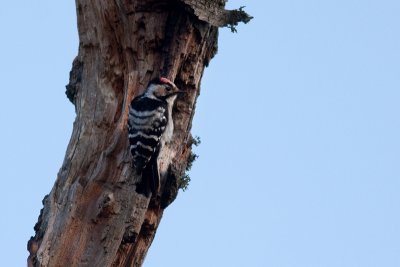 Lesser Spotted Woodpecker - Mindre hackspett