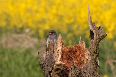 Red-footed Falcon - Aftonfalk