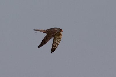 Red-footed Falcon - Aftonfalk