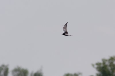 White-winged Tern - Vitvingad tärna