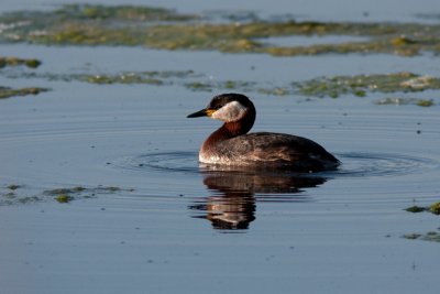Red-necked Grebe - Grhakedopping