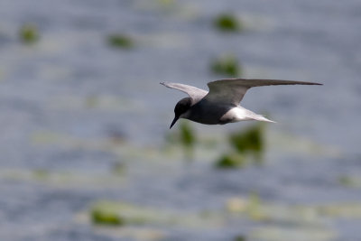 Black Tern - Svarttrna