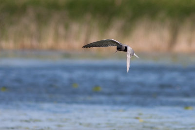 Black Tern - Svarttrna