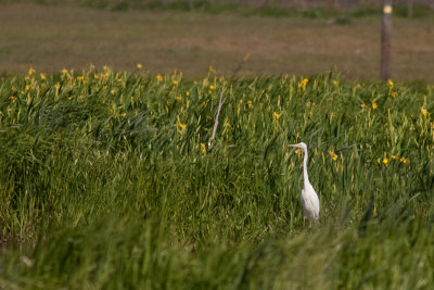 Great Egret - gretthger