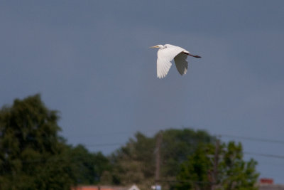Great Egret - gretthger