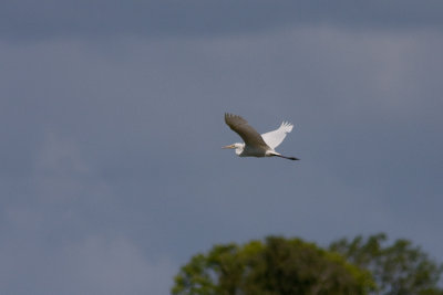 Great Egret - gretthger