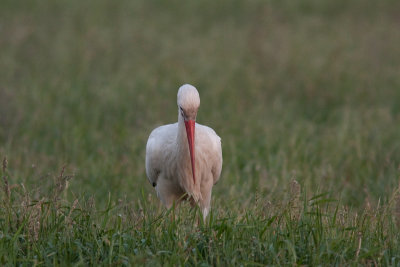 White Stork - Vit stork