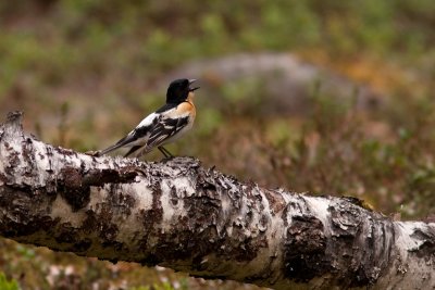 Brambling - Bergfink