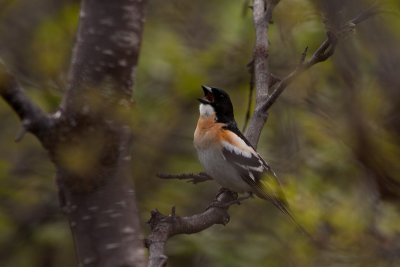 Brambling - Bergfink