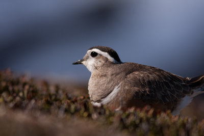 Eurasian Dotterel - Fjllpipare