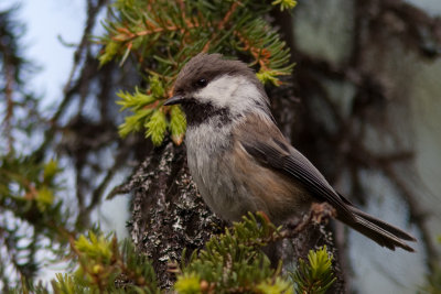 Siberian Tit - Lappmes