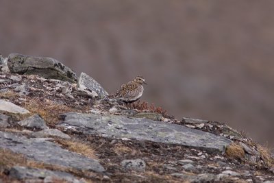 European Golden Plover - Ljungpipare