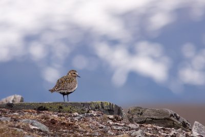 European Golden Plover - Ljungpipare