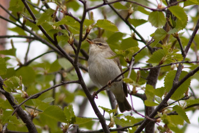 Arctic Warbler - Nordsngare