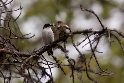 European Pied Flycatcher - Svartvit flugsnappare