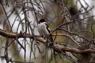 European Pied Flycatcher - Svartvit flugsnappare