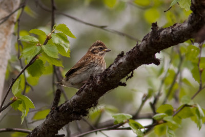 Rustic Bunting - Videsparv