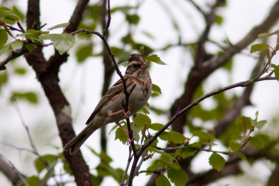 Rustic Bunting - Videsparv