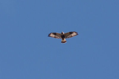 Rough-legged Buzzard - Fjllvrk