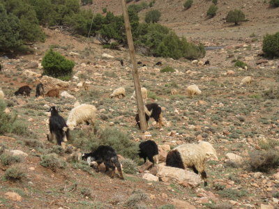 Argan Tree Nut Goats