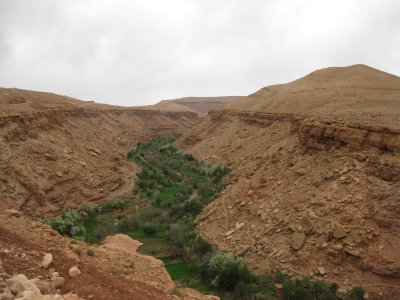 Gorgeous valley of palm trees