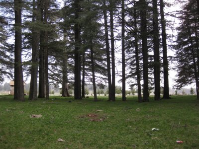 Forests en route to Fes