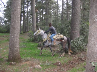 Forest horse en route to Fes