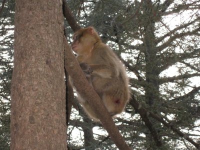 Forest Monkey en route to Fes