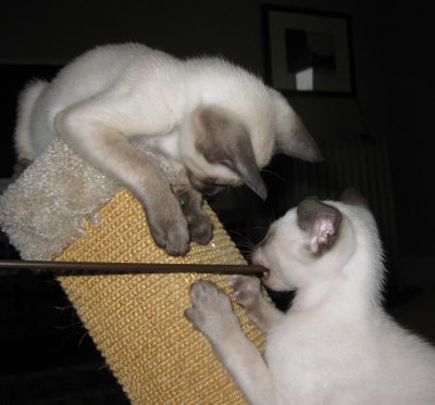 Lyle & Carlos, 14 weeks