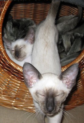 Lyle & Carlos, 14 weeks