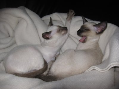 Lyle & Carlos, 14 weeks