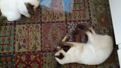Steak Knives make excellent cat toys