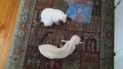 Shortly before they were taken into protective foster care
