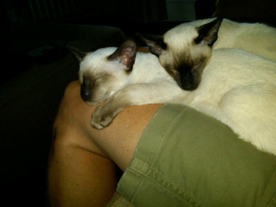 Their favorite lap 'o Dad