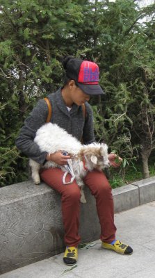 Pet Lamb