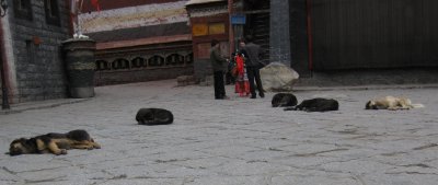 The Sleeping Dogs of Tibet