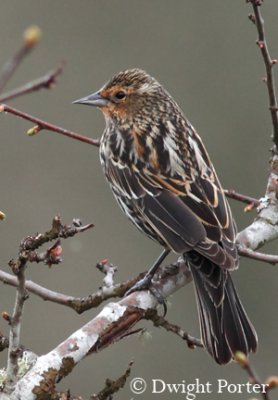 Red-winged Blackbird