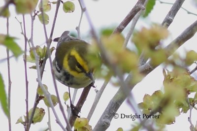 BTGRwarbler2060411.JPG