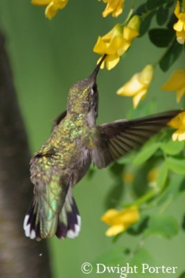 Harney County Hummers