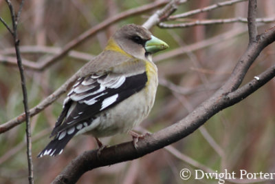 Evening Grosbeak