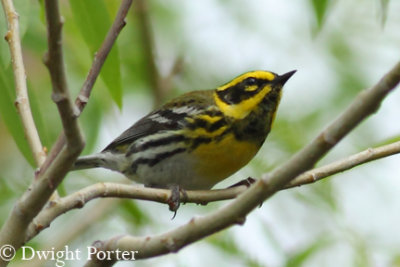 Townsend's Warbler