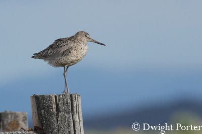 Willet