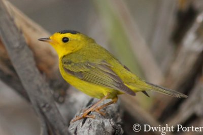 Wilson's Warbler